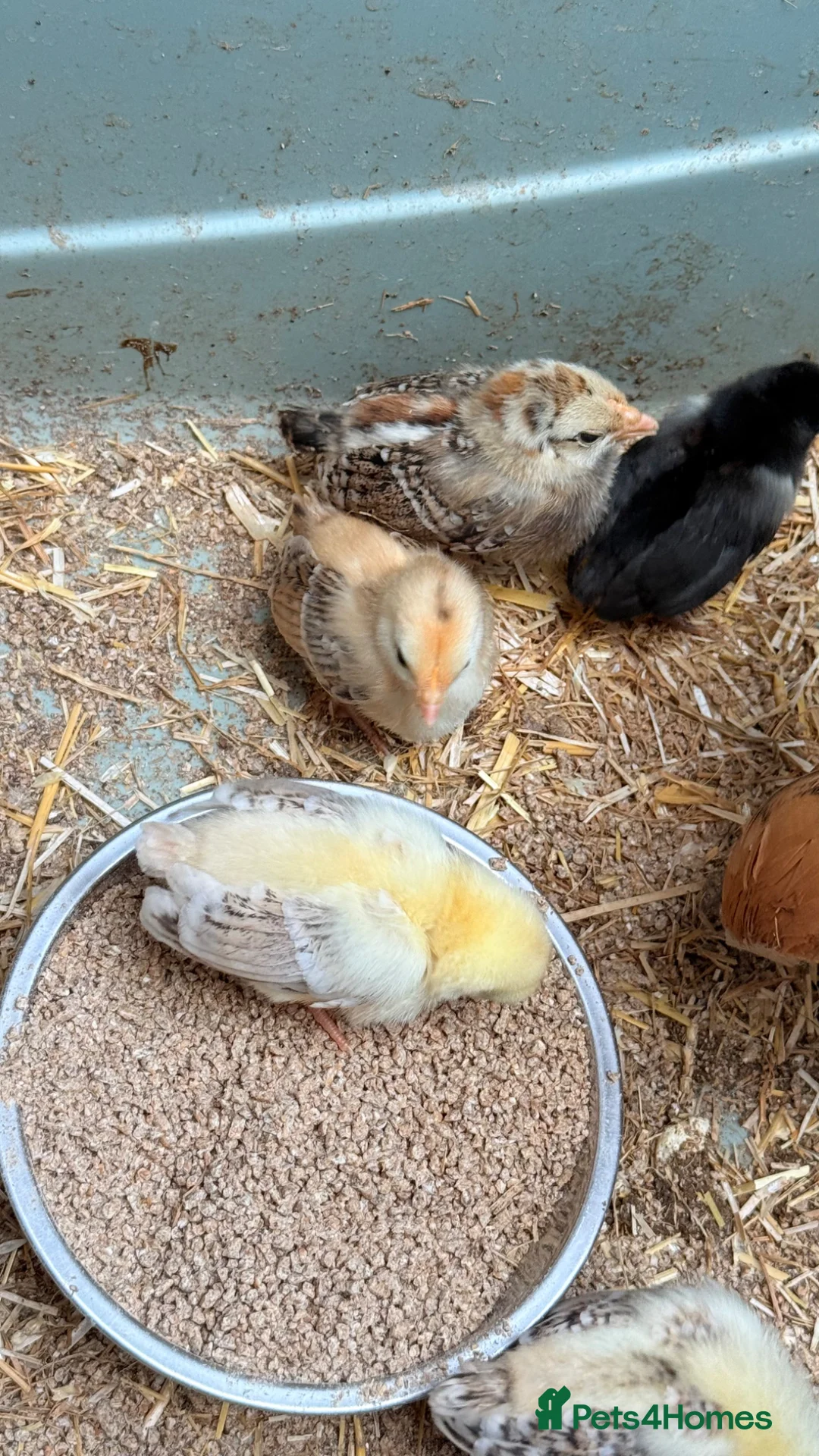 Mixed Breed poultry for sale: Chicks , quail ,  hatching eggs etc  - Advert 1