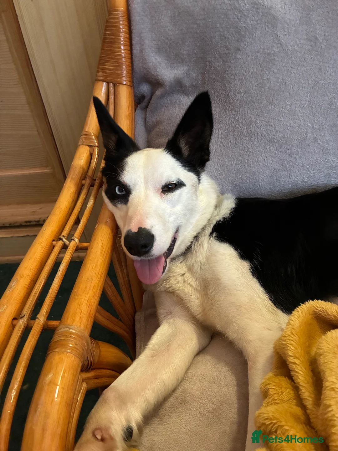 Border Collie dogs for sale: Border collie puppies  - Advert 11