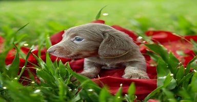 Miniature Dachshund dogs - Advert 2