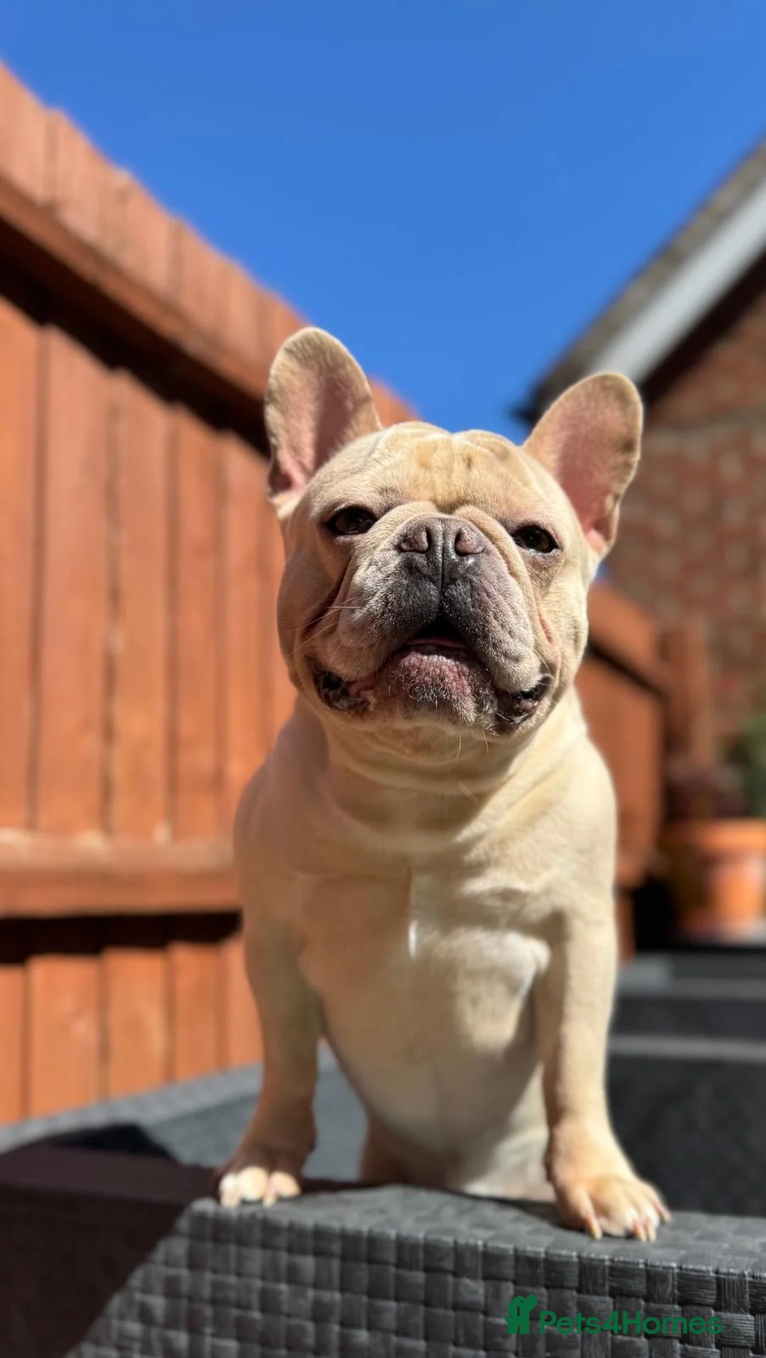 French Bulldog dogs for stud: 🌟🔥LILAC PLATINUM KC REG FRENCH BULLDOG STUD🔥🌟 in Uxbridge - Advert 9