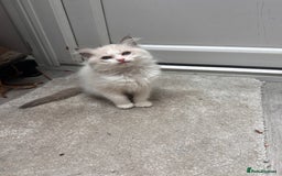 Ragdoll cats for sale: Ragdoll male kitten - Image 3