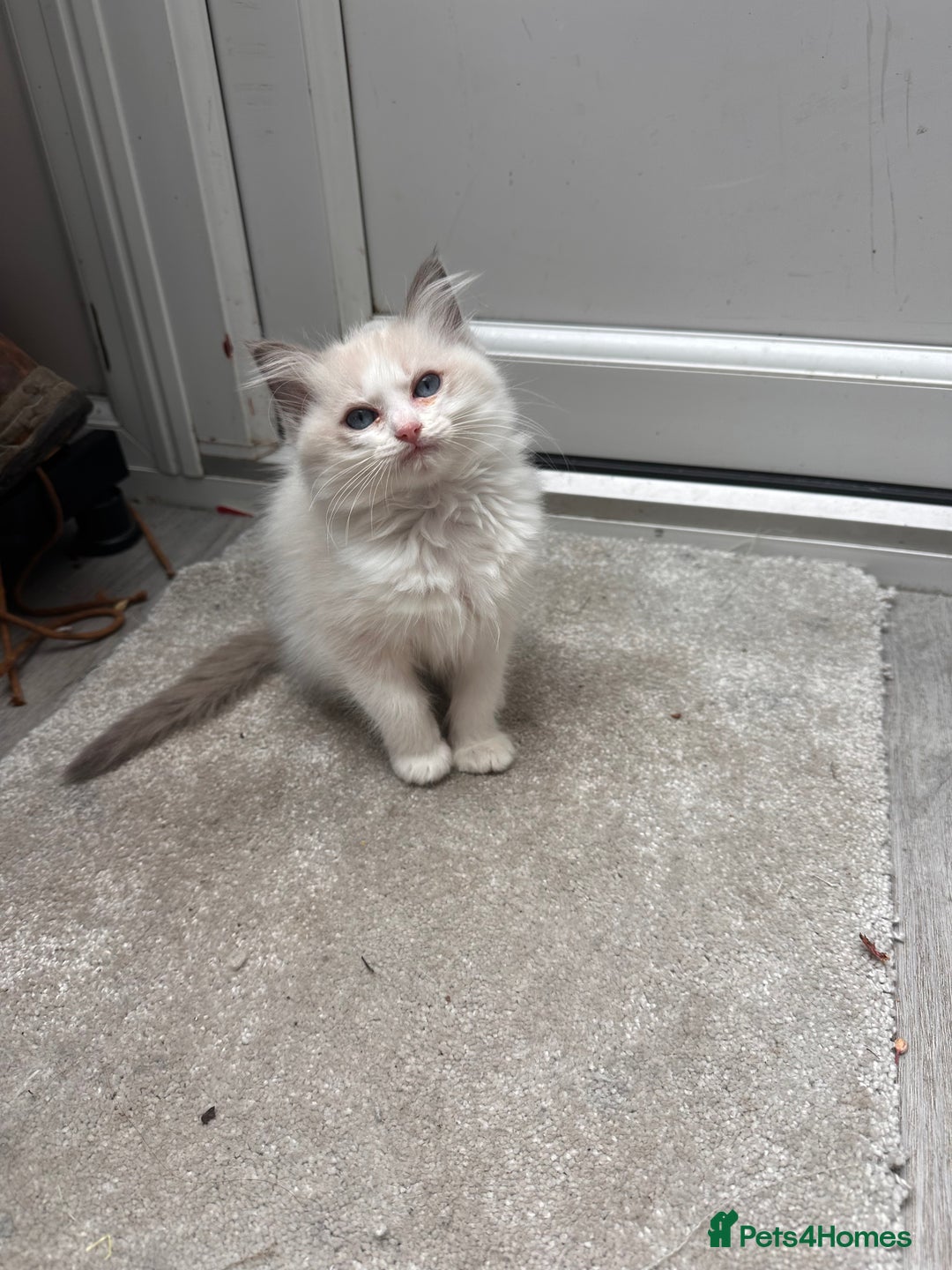 Ragdoll cats for sale: Ragdoll male kitten - Image 3