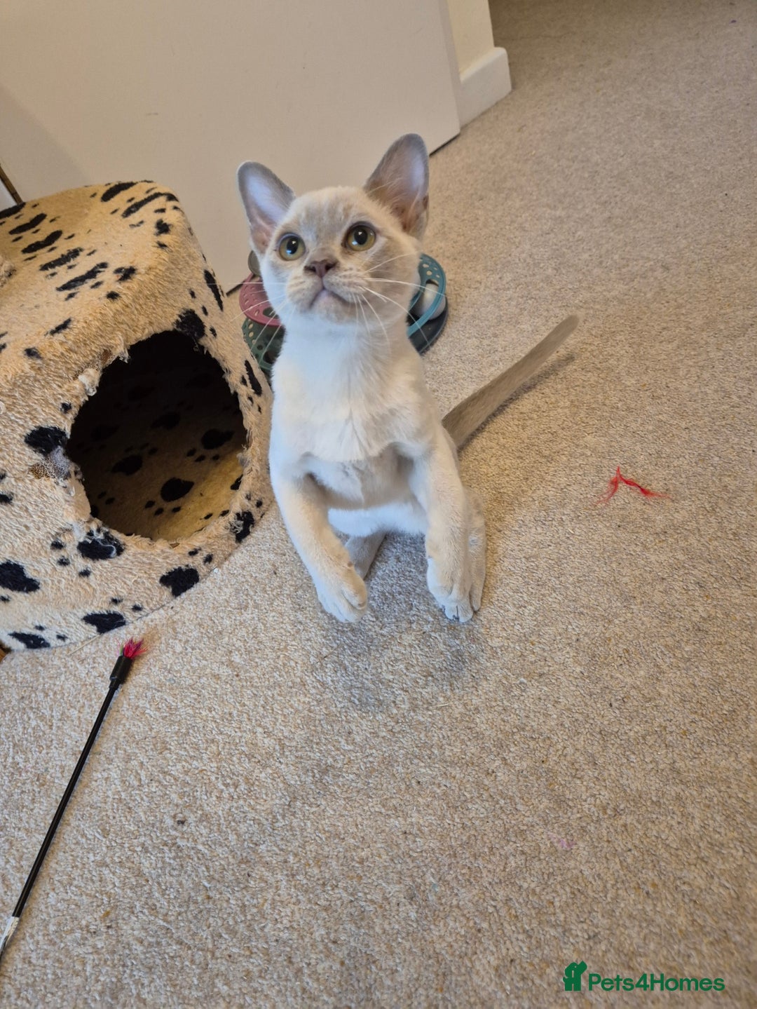Burmese cats for sale: Beautiful Pedigree Burmese Kittens - Image 8