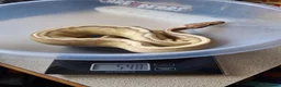 Python Snake reptiles for sale: Royal Python collection in Blackburn - Advert 10