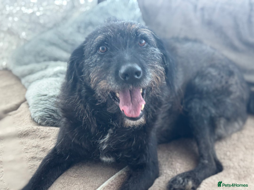 Mixed Breed dogs for adoption: Miro is desperate to find his special Person 💙 - Advert 4