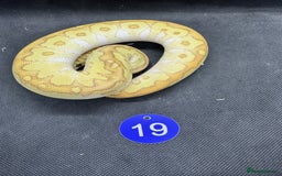 Python Snake reptiles for sale: Royal pythons from £20 - Image 8
