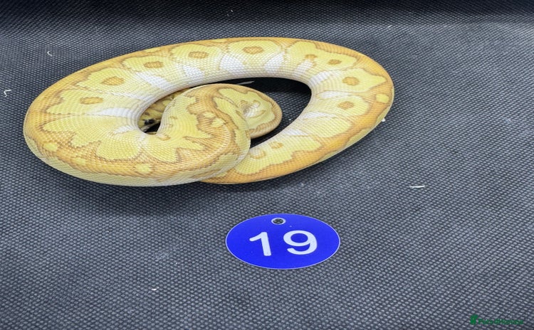 Python Snake reptiles - Advert 16