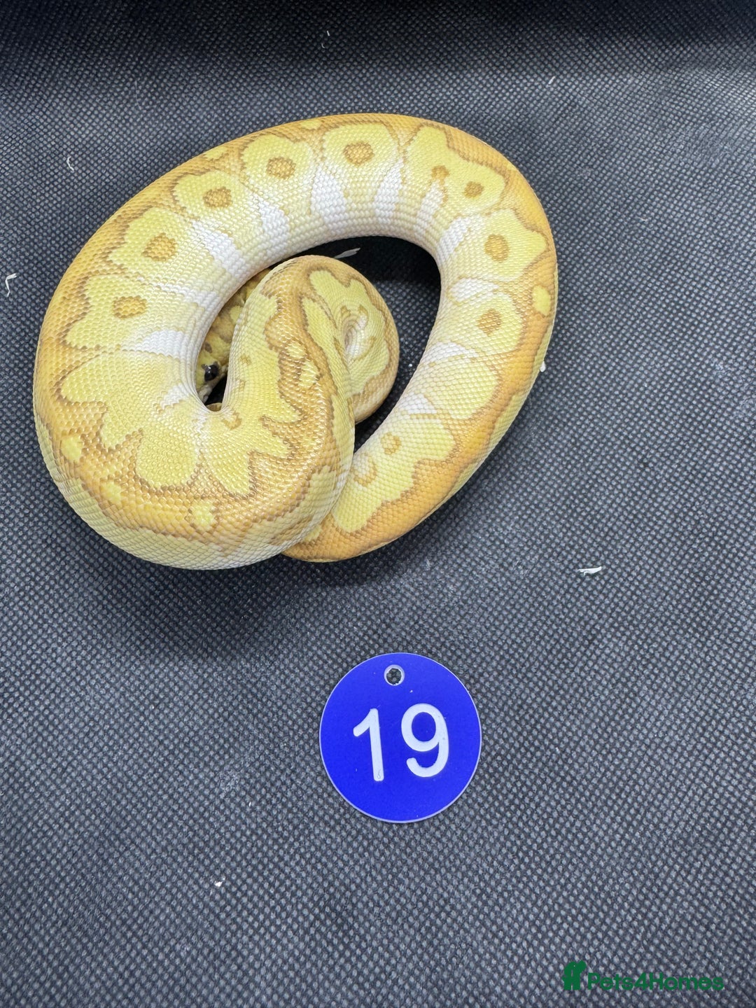 Python Snake reptiles for sale: Royal pythons from £20 - Image 8