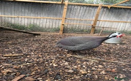 Guinea Fowl poultry for sale: Male guinea fowl - Image 2