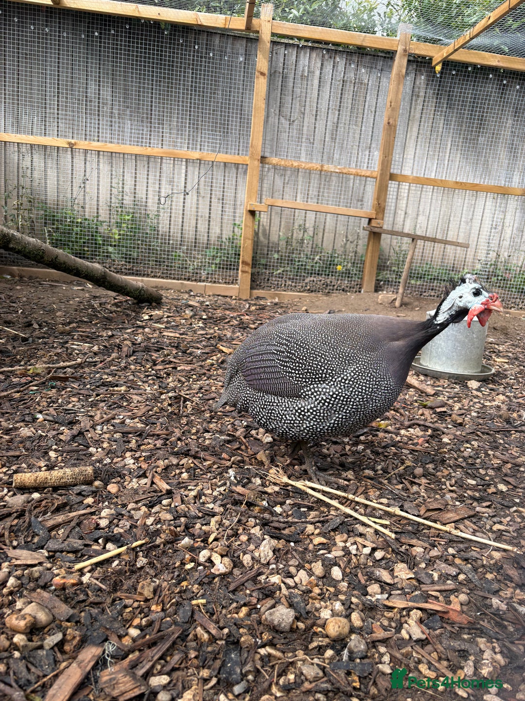 Guinea Fowl poultry for sale: Male guinea fowl - Image 2