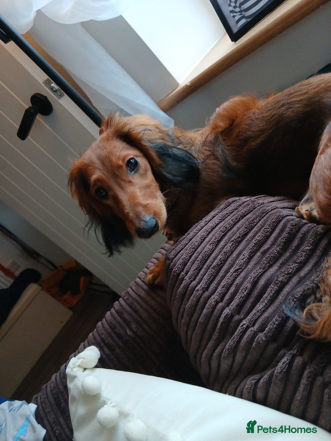 Dachshund dogs Flo. Beautiful longhaired red miniature, female. - Advert 3