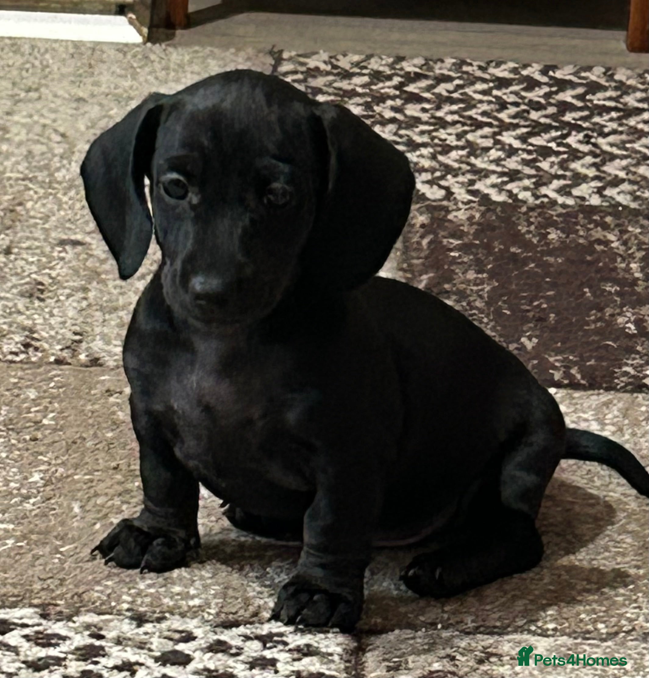 Miniature Dachshund dogs Kc miniature dachshund 2 left  - Advert 18