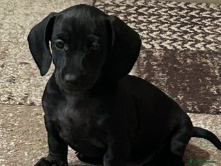 Miniature Dachshund dogs Kc miniature dachshund 2 left - Advert 18