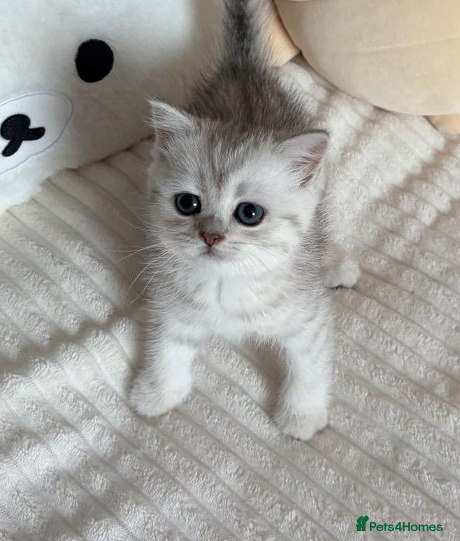 Scottish Fold cats Adorable Scottish Fold & Straight Kittens - Advert 2
