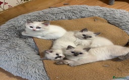 Ragdoll cats for sale: RAGDOLL BLUEPOINT/BICOLOR FOR SALE!!! - Image 4