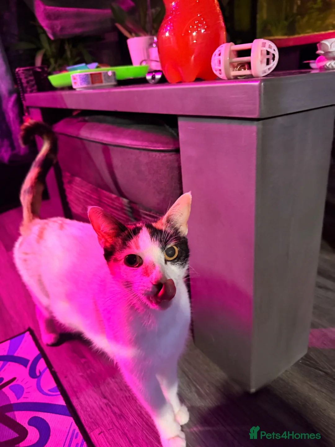 Domestic Shorthair cats for sale: 4 beautiful girl kittens  - Advert 1