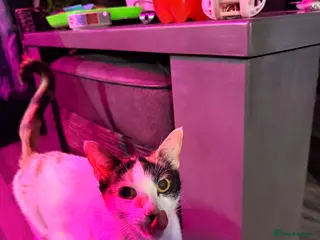 Domestic Shorthair cats 4 beautiful girl kittens - Advert 2