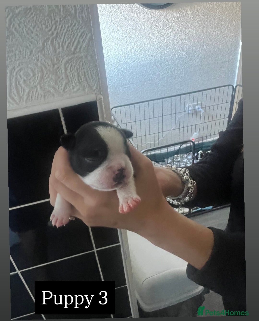 Boston Terrier dogs for sale: MAGGIES BEAUTIFUL PUPPIES  - Image 7