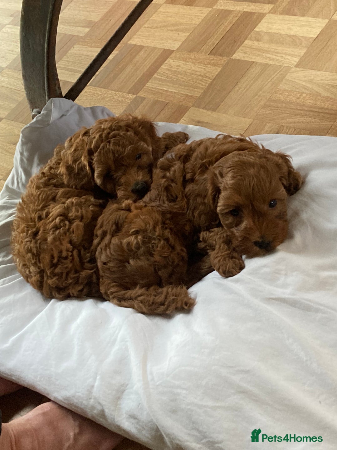 Mixed Breed dogs for sale: COCKAPOO Male and Female fox red  puppies - Image 8