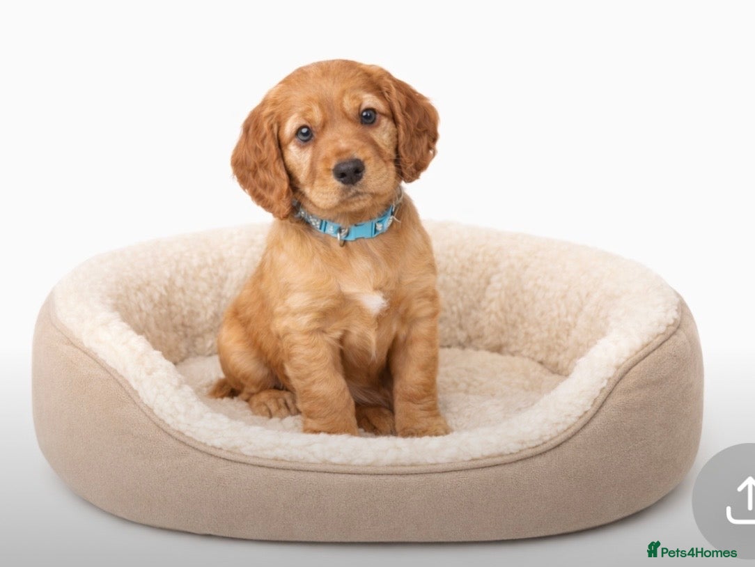 Cocker Spaniel dogs Beautiful KC Reg. Working Cocker Spaniels  - Advert 5