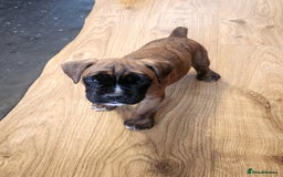 Boxer dogs for sale: 🌟🩷COI 0.5% KC REG BOBTAIL GIRL🩷🌟 - Image 2