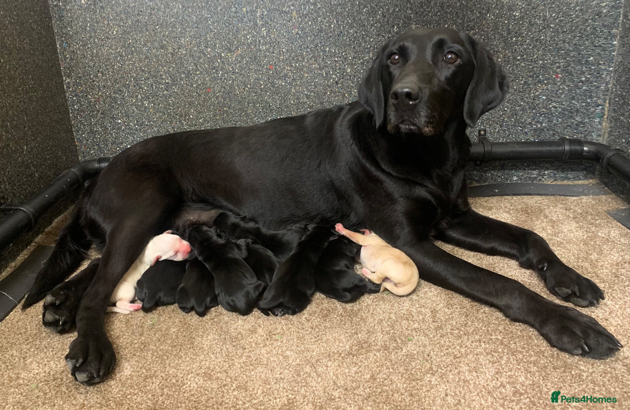 Labrador Retriever dogs KC reg working type Labradors  - Advert 2