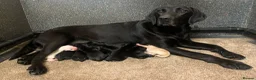 Labrador Retriever dogs for sale: KC reg working type Labradors  - Advert 1