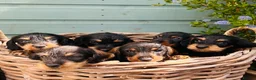 Dachshund dogs for sale: 🐾🌿 KC Registered Teckel Dachshund Litter 🌿🐾 - Advert 5