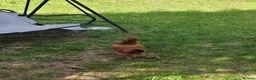 Chickens poultry for sale: Mixture of hens for sale  - Advert 8