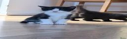 Mixed Breed cats for sale: 3 beautiful female kitten in Fakenham - Advert 5