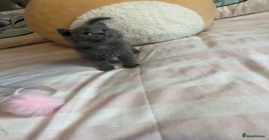 British Shorthair cats - Advert 6