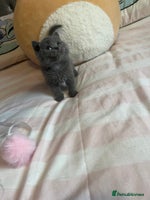 British Shorthair cats - Advert 6