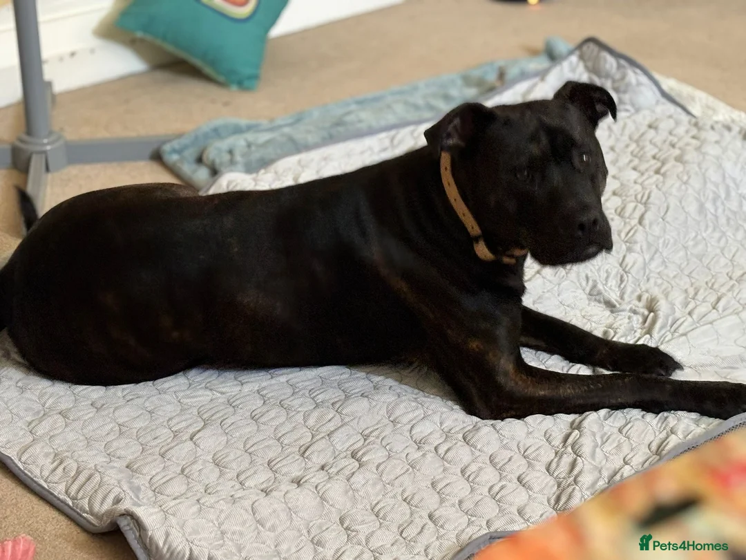 Mixed Breed dogs for sale: Staff/mastiff  - Advert 5