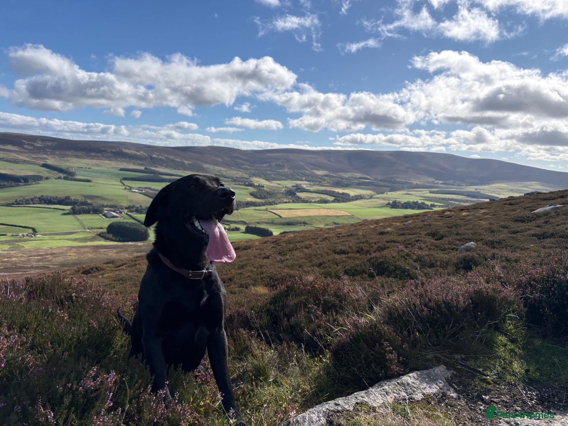 Labrador Retriever dogs for stud: Black Labrador Stud - Advert 2