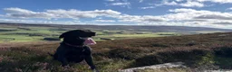 Labrador Retriever dogs for stud: Black Labrador Stud - Advert 1
