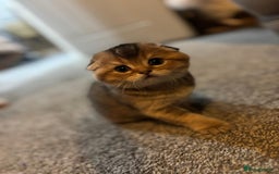 Scottish Fold cats for sale: TICA REGISTERED SCOTTISH BABIES  - Image 7