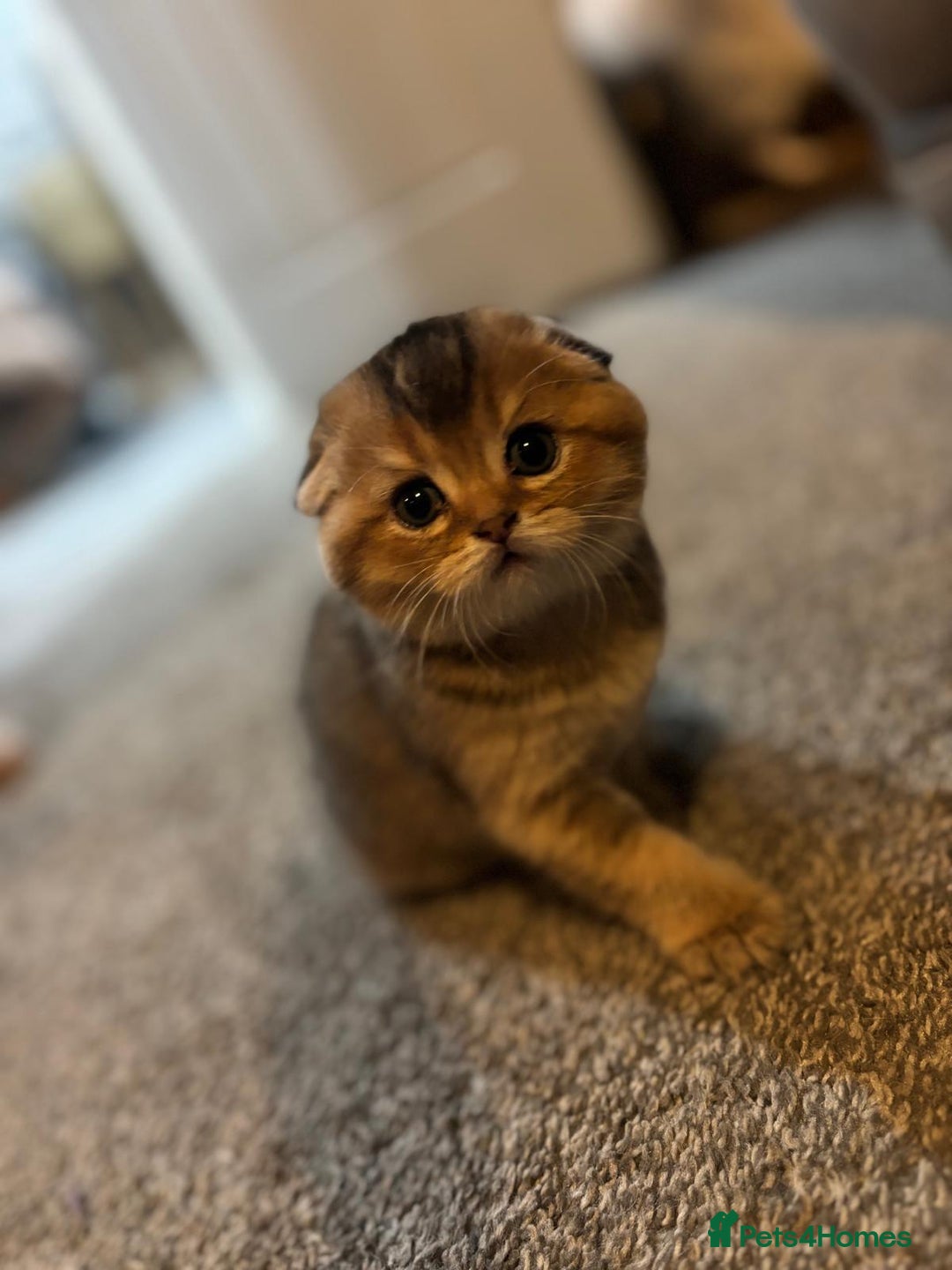 Scottish Fold cats for sale: TICA REGISTERED SCOTTISH BABIES  - Image 7