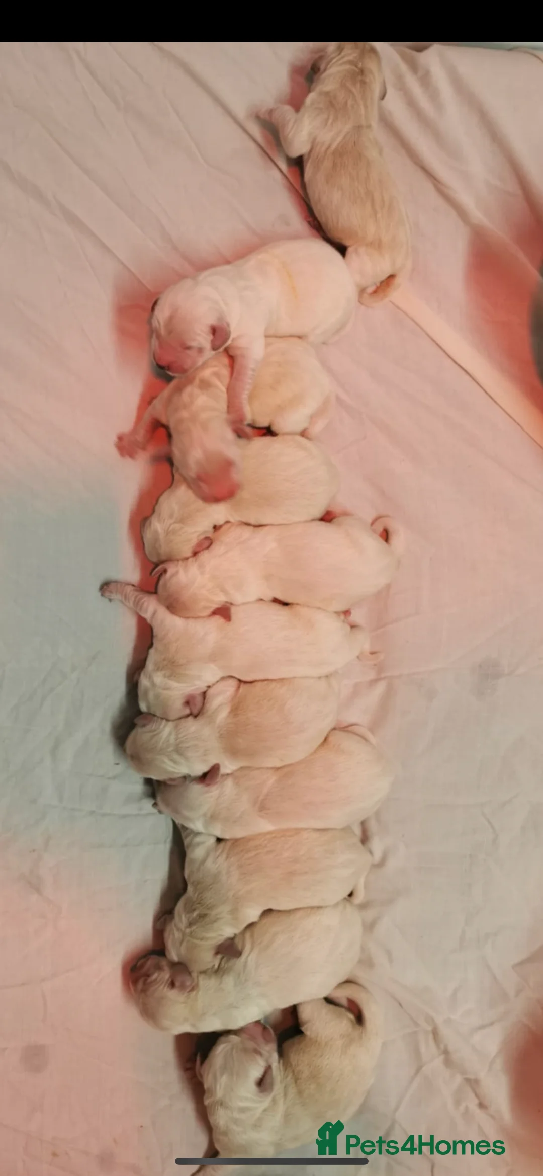 Golden Retriever dogs for stud: THE ULTIMATE WHITE STUD DOG in Doncaster - Advert 11