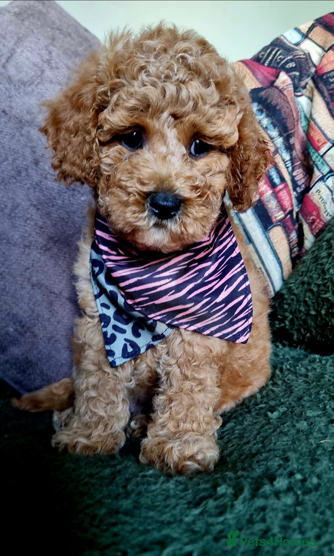Maltipoo dogs Pawsitively Perfect Hypoallergenic Maltipoo Pups  - Advert 6
