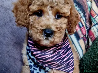 Maltipoo dogs Pawsitively Perfect Hypoallergenic Maltipoo Pups - Advert 6