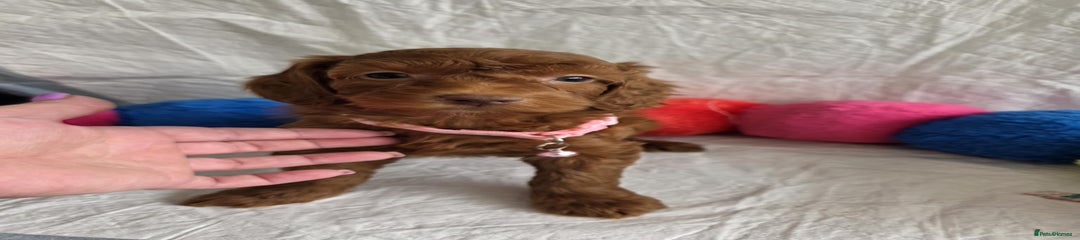 Pink Collar Girl 