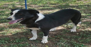 Mixed Breed dogs in Hengoed - Advert 5