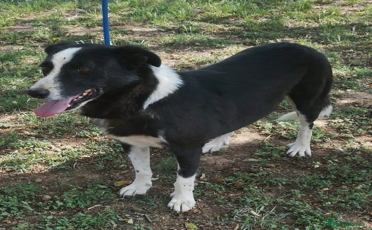 Mixed Breed dogs in Hengoed - Advert 1