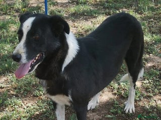 Mixed Breed dogs Reduced Urgent 🚨 £145 in Hengoed - Advert 18