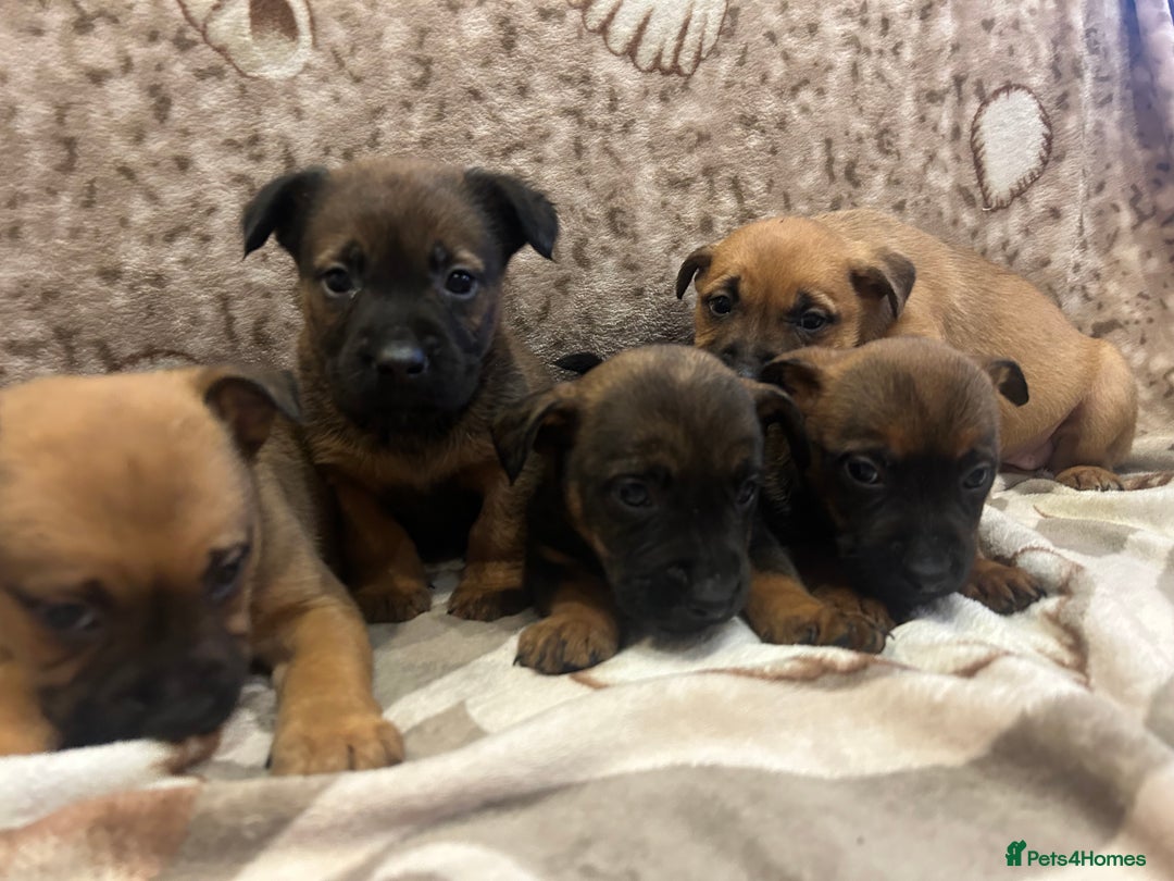 Mixed Breed dogs for sale: Mixed breed  - Advert 2