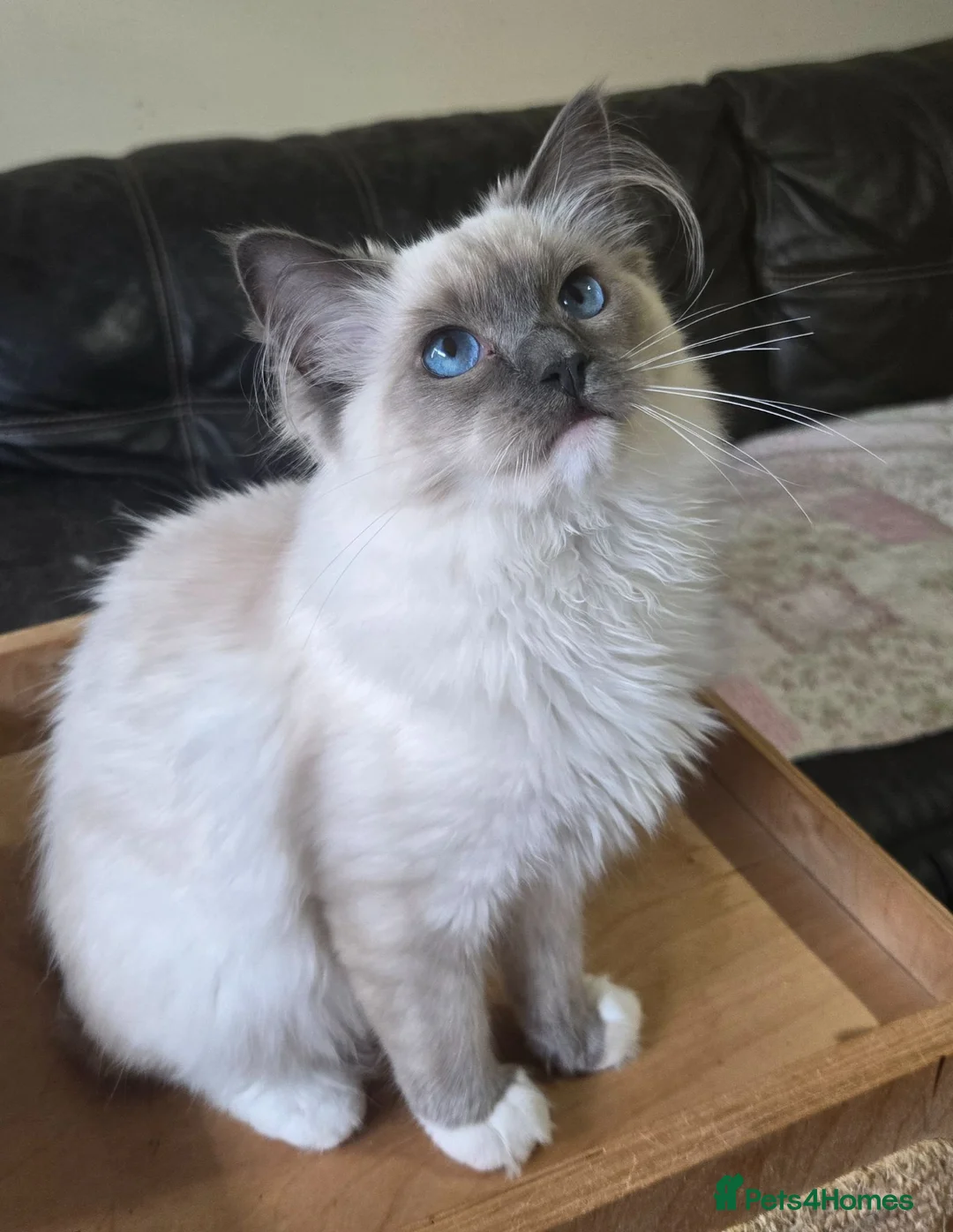 Ragdoll cats for sale: Female Blue Mitted Ragdoll Active registered - Advert 1