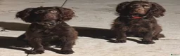 Cocker Spaniel dogs for sale: KC REGISTERED WORKING COCKER SPANIEL PUPPIES in Solihull - Advert 13