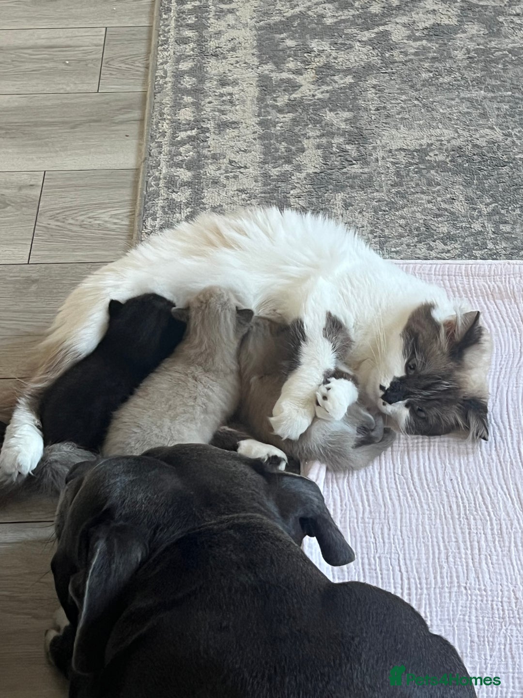 Ragdoll cats for sale: Ragdoll kittens £600-£1,000 - Image 20