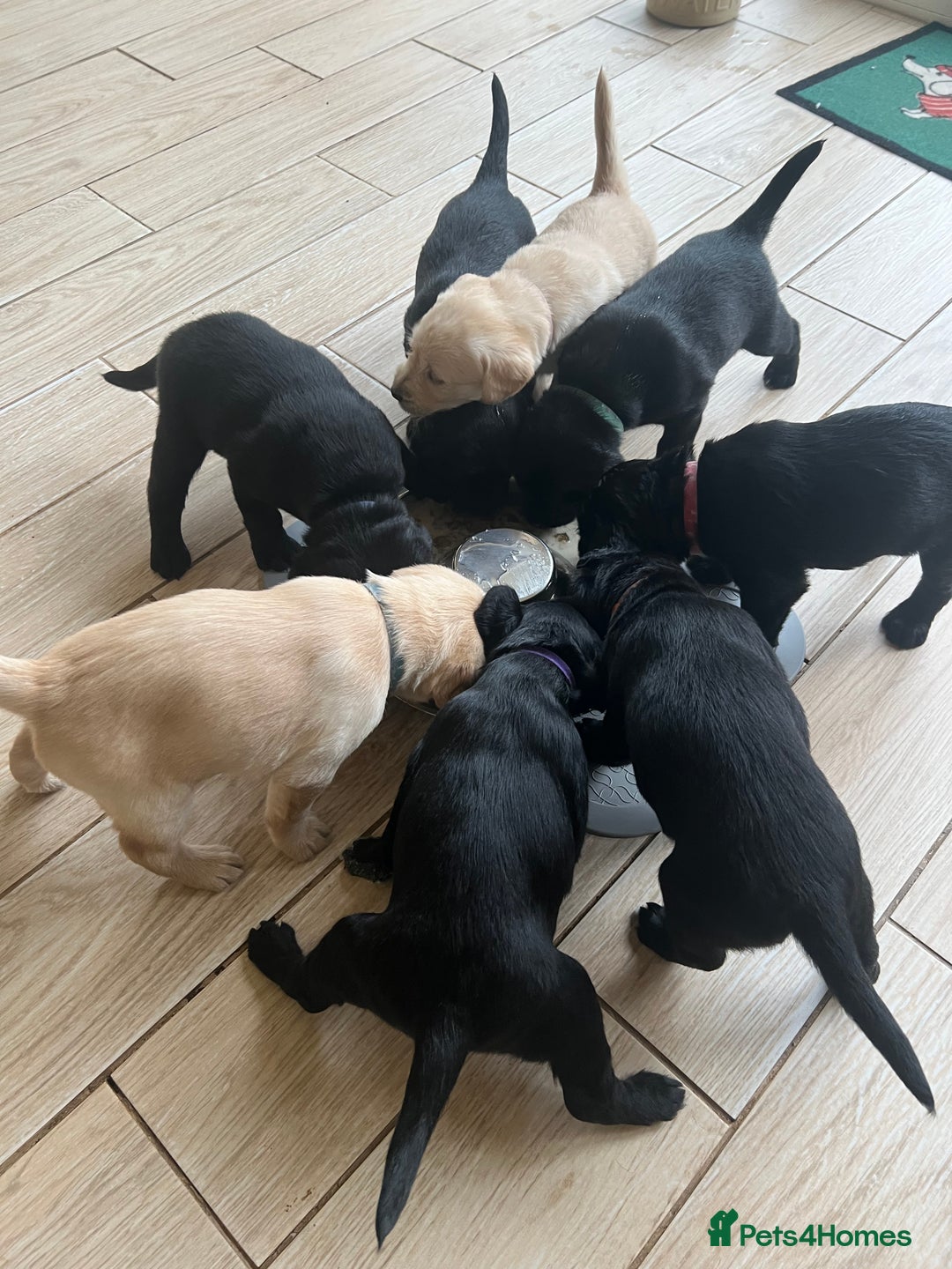 Mixed Breed dogs for sale: Adorable Sheeprador Pups Ready for Forever Homes! - Advert 2