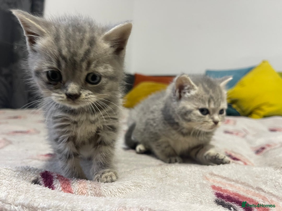 British Shorthair cats for sale: British shorthair kittens responsibly bred - Image 14